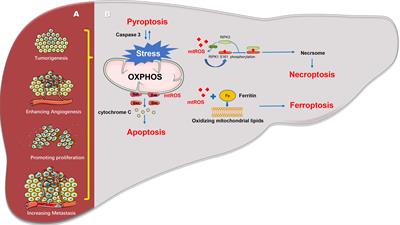 Frontiers | Mitochondrial Quality Control in Hepatocellular Carcinoma